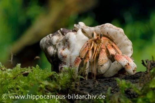 5 Kleine Landeinsiedlerkrebse, Coenobita Spec. 6 5 Kleine Landeinsiedlerkrebse, Coenobita Spec. – Bild 6