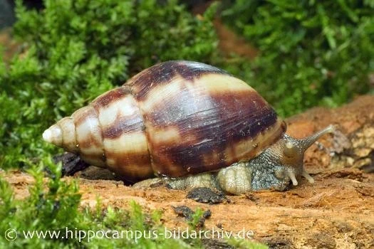 Achatschnecke, Achatina Fulica 1 Achatschnecke, Achatina Fulica