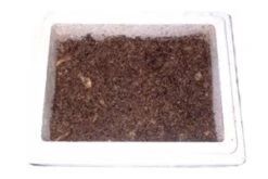 Enchyträen Zuchtansatz, 50 G Enchyträen In Styrobox