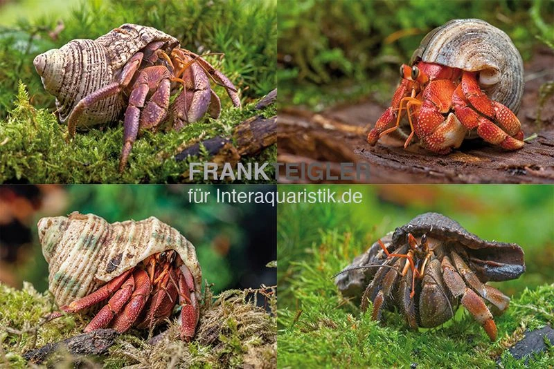 5 Kleine Landeinsiedlerkrebse, Coenobita Spec. 1 5 Kleine Landeinsiedlerkrebse, Coenobita Spec.