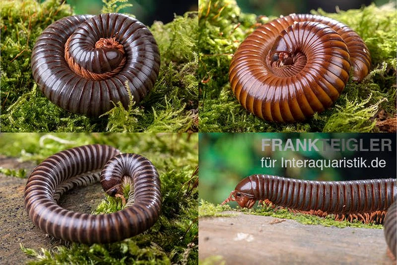 Bundle: 5 X Millipede-Mix, Spirostreptus Spec. (5 Tausendfüsser) 1 Bundle: 5 X Millipede-Mix, Spirostreptus Spec. (5 Tausendfüsser)