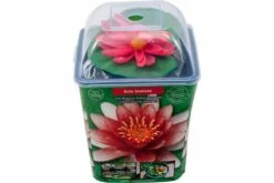 Rote Seerose, Nymphaea Sp. "Attraction"