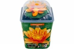 Orange Seerose, Nymphaea Sp. "Sioux"