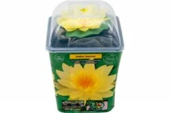 Gelbe Seerose, Nymphaea Sp. "Sulphurea"