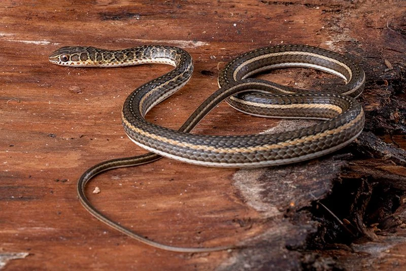 Ägyptische Sandrennnatter, Psammophis Sibilans 2 Ägyptische Sandrennnatter, Psammophis Sibilans – Bild 2