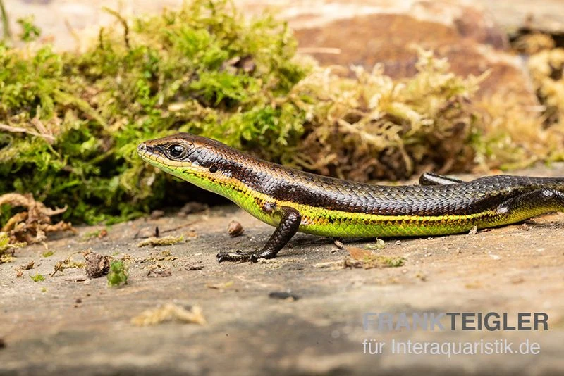 Afrika-Skink, Trachylepis Polytropis 1 Afrika-Skink, Trachylepis Polytropis