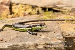 Afrika-Skink, Trachylepis Polytropis 5 Afrika-Skink, Trachylepis Polytropis -Sera Geschaft Afrika Skink Trachylepis polytropis 3