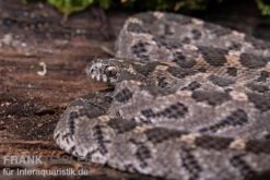 Afrikanische Eierschlange, Dasypeltis Scabra -Sera Geschaft Afrikanische Eierschlange Dasypeltis scabra neu 4