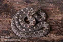 Afrikanische Eierschlange, Dasypeltis Scabra -Sera Geschaft Afrikanische Eierschlange Dasypeltis scabra neu 5