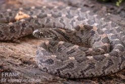 Afrikanische Eierschlange, Dasypeltis Scabra -Sera Geschaft Afrikanische Eierschlange Dasypeltis scabra neu 9