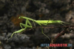 Afrikanische Gottesanbeterin, Sphodromantis Bioculata -Sera Geschaft Afrikanische Gottesanbeterin Sphodromantis bioculata 3