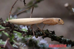 Afrikanische Gottesanbeterin, Sphodromantis Bioculata -Sera Geschaft Afrikanische Gottesanbeterin Sphodromantis bioculata 4