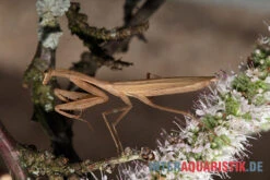 Afrikanische Gottesanbeterin, Sphodromantis Bioculata -Sera Geschaft Afrikanische Gottesanbeterin Sphodromantis bioculata 5