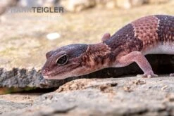 Afrikanischer Fettschwanzgecko, Hemitheconyx Caudicinctus -Sera Geschaft Afrikanischer Fettschwanzgecko Hemitheconyx caudicinctus 1
