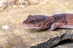 Afrikanischer Fettschwanzgecko, Hemitheconyx Caudicinctus -Sera Geschaft Afrikanischer Fettschwanzgecko Hemitheconyx caudicinctus 2