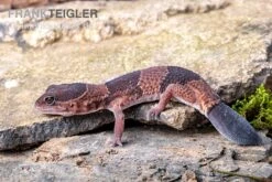 Afrikanischer Fettschwanzgecko, Hemitheconyx Caudicinctus -Sera Geschaft Afrikanischer Fettschwanzgecko Hemitheconyx caudicinctus 3