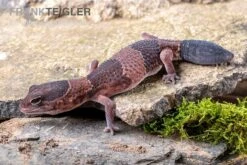 Afrikanischer Fettschwanzgecko, Hemitheconyx Caudicinctus -Sera Geschaft Afrikanischer Fettschwanzgecko Hemitheconyx caudicinctus 4