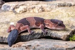 Afrikanischer Fettschwanzgecko, Hemitheconyx Caudicinctus -Sera Geschaft Afrikanischer Fettschwanzgecko Hemitheconyx caudicinctus 5