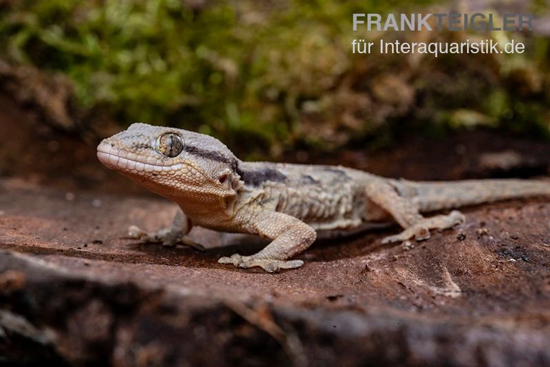 Afrikanischer Mauergecko, Tarentola Ephippiata 2 Afrikanischer Mauergecko, Tarentola Ephippiata – Bild 2