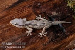 Afrikanischer Mauergecko, Tarentola Ephippiata 5 Afrikanischer Mauergecko, Tarentola Ephippiata -Sera Geschaft Afrikanischer Mauergecko Tarentola ephippiata 03