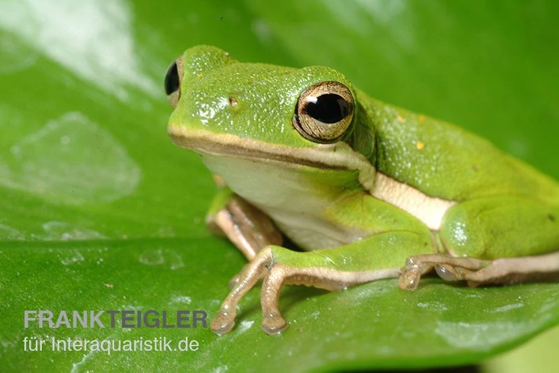 Amerikanischer Laubfrosch, Hyla Cinerea 1 Amerikanischer Laubfrosch, Hyla Cinerea