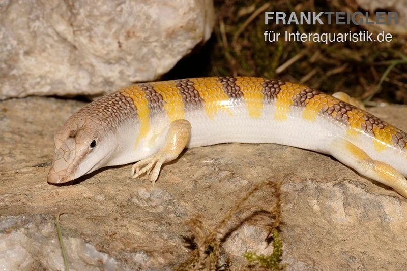Apothekerskink, Scincus Scincus 1 Apothekerskink, Scincus Scincus