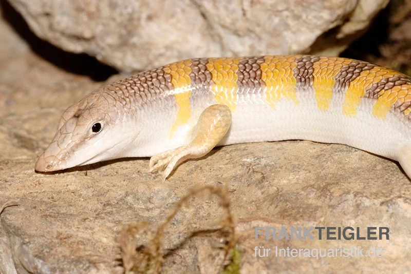 Apothekerskink, Scincus Scincus 2 Apothekerskink, Scincus Scincus – Bild 2