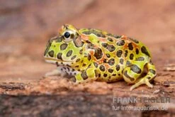 Sera Geschaft 14 Argentinischer Schmuckhornfrosch (grün), Ceratophrys Ornata