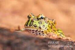 Sera Geschaft -Sera Geschaft Argentinischer Schmuckhornfrosch gruen Ceratophrys ornata 2