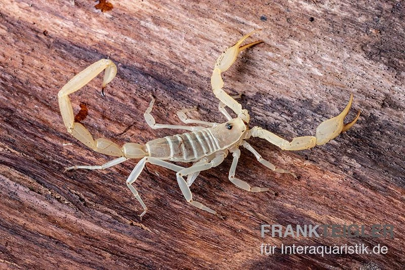 Arizona Bark Scorpion, Centruroides Sculpturatus 1 Arizona Bark Scorpion, Centruroides Sculpturatus