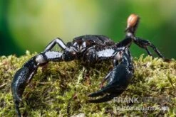 Asia-Skorpion, Heterometrus Longimanus 5 Asia-Skorpion, Heterometrus Longimanus -Sera Geschaft Asia Skorpion Heterometrus longimanus 3
