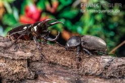 Atlaskäfer, Chalcosoma Atlas 7 Atlaskäfer, Chalcosoma Atlas -Sera Geschaft Atlaskaefer Chalcosoma atlas 3