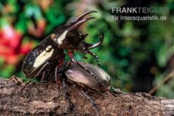 Atlaskäfer, Chalcosoma Atlas 9 Atlaskäfer, Chalcosoma Atlas -Sera Geschaft Atlaskaefer Chalcosoma atlas 5