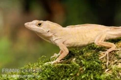Bahama-Anolis, Anolis Sagrei -Sera Geschaft Bahama Anolis Anolis sagrei 3