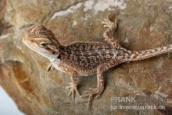 Bartagame, Pogona Vitticeps, Farbmix -Sera Geschaft Bartagame Pogona vitticeps Dunner Red Bearded Dragon 5