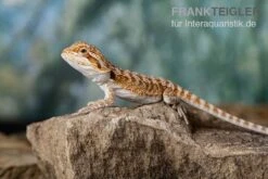 Bartagame, Pogona Vitticeps, Farbmix -Sera Geschaft Bartagame Pogona vitticeps Red Bearded Dragon 11