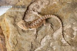 Bartagame, Pogona Vitticeps, Farbmix -Sera Geschaft Bartagame Pogona vitticeps Red Bearded Dragon 3