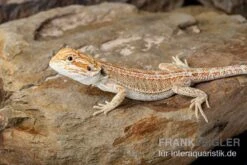 Bartagame, Pogona Vitticeps, Farbmix -Sera Geschaft Bartagame Pogona vitticeps Red Hypo Striped 8
