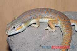 Berberskink, Eumeces Schneiderii 8 Berberskink, Eumeces Schneiderii -Sera Geschaft Berberskink Eumeces schneiderii 1