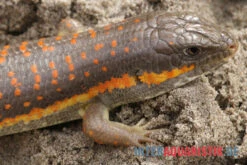 Berberskink, Eumeces Schneiderii 7 Berberskink, Eumeces Schneiderii -Sera Geschaft Berberskink Eumeces schneiderii neu 3
