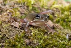 Blauer Korallenfinger-Laubfrosch, Litoria Caerulea 7 Blauer Korallenfinger-Laubfrosch, Litoria Caerulea -Sera Geschaft Blauer Korallenfinger Laubfrosch Litoria caerulea 03