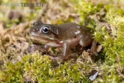 Blauer Korallenfinger-Laubfrosch, Litoria Caerulea 8 Blauer Korallenfinger-Laubfrosch, Litoria Caerulea -Sera Geschaft Blauer Korallenfinger Laubfrosch Litoria caerulea 04