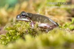 Blauer Korallenfinger-Laubfrosch, Litoria Caerulea 9 Blauer Korallenfinger-Laubfrosch, Litoria Caerulea -Sera Geschaft Blauer Korallenfinger Laubfrosch Litoria caerulea 05