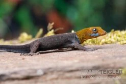 Blauer Rotkopfgecko, Gonatodes Albogularis -Sera Geschaft Blauer Rotkopfgecko Gonatodes albogularis 3