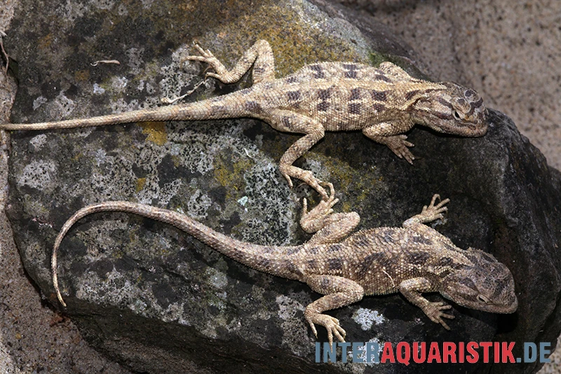 Blaukehl-Agame, Trapelus Savignii 3 Blaukehl-Agame, Trapelus Savignii – Bild 3