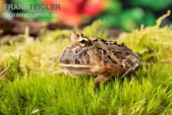 Brasilianischer Schmuckhornfrosch, Ceratophrys Aurita -Sera Geschaft Brasilianischer Schmuckhornfrosch Ceratophrys aurita 1
