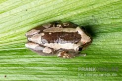Brauner Bananenfrosch, Afrixalus Dorsalis -Sera Geschaft Brauner Bananenfrosch Afrixalus dorsalis 3