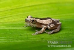 Brauner Bananenfrosch, Afrixalus Dorsalis -Sera Geschaft Brauner Bananenfrosch Afrixalus dorsalis 4