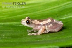 Brauner Bananenfrosch, Afrixalus Dorsalis -Sera Geschaft Brauner Bananenfrosch Afrixalus dorsalis 5