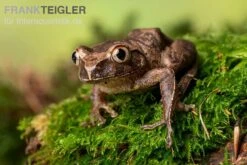 Brauner Waldsteiger, Leptopelis Millsoni -Sera Geschaft Brauner Waldsteiger Leptopelis millsoni 2